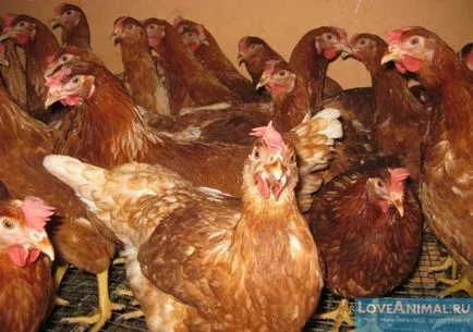 Хранене пилета кокошки Хранене пилета кокошки