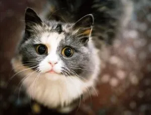 Тя е на коня той котка