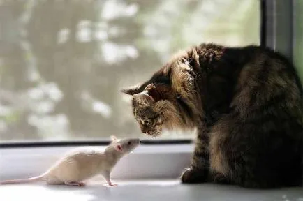 Cat плъх