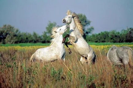 Коне в контакт