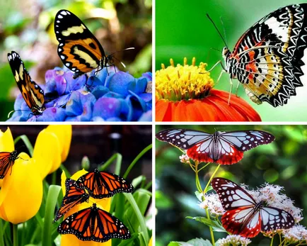 Butterfly е кой или какво