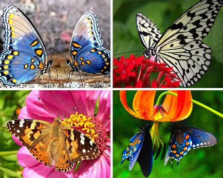 Butterfly е кой или какво