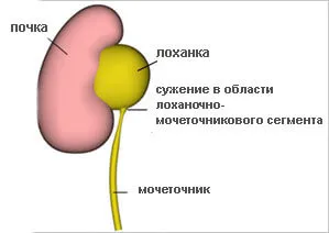 Бъбречното легенче и какво е