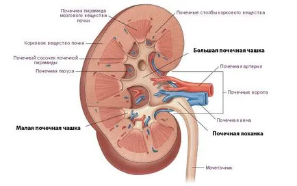 Бъбречното легенче и какво е