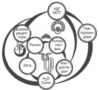 Какво е филтриране на урината Какво е филтриране на урината