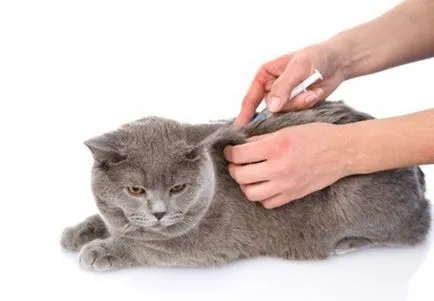 Както пронизваща Ябс котки