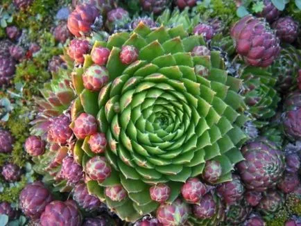 Stone Rose у дома