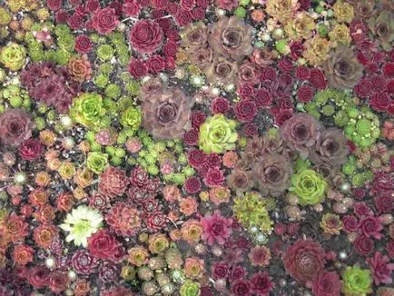 Stone Rose у дома