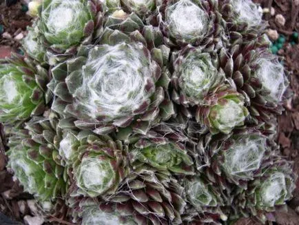 Stone Rose у дома