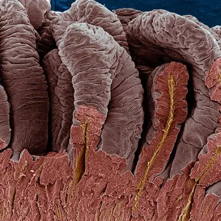 Какви са бифидобактерии и лактобацили Какви са бифидобактерии и лактобацили