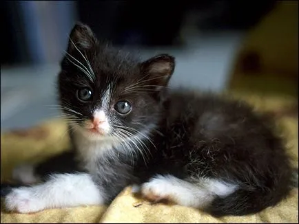 А котката дойде