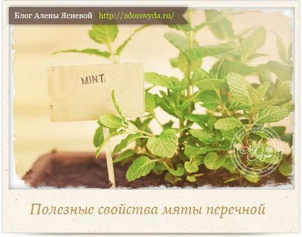 Колко полезна мента