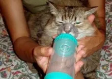 Як температура на котка