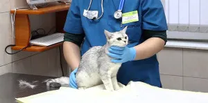 Як температура на котка