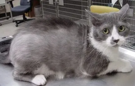 коса Cat