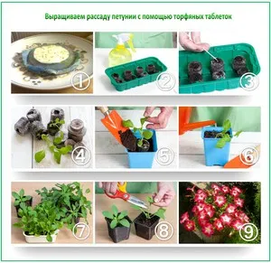 Какво да завод Петуния