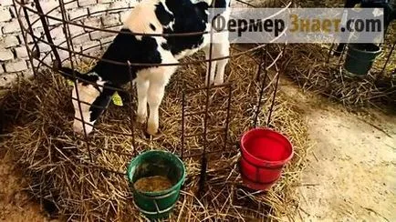 теле угояване