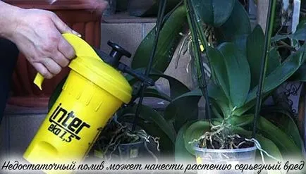 Какво да правите, ако изсъхна орхидея
