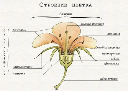 Какво да правите, ако изсъхна орхидея Какво да правите, ако изсъхна орхидея