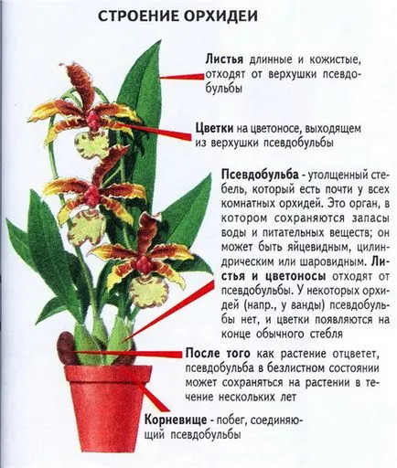 Какво да правите, ако изсъхна орхидея Какво да правите, ако изсъхна орхидея