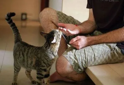 Mi simogatta a macskát legélvezetesebb cikkek