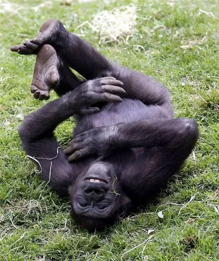 Mi az állatok képesek nevetni (Animals) Mi az állatok képesek nevetni