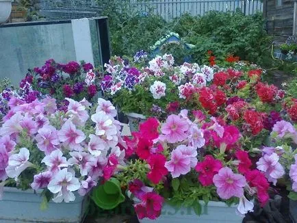 Какво да завод Петуния Какво да завод Петуния