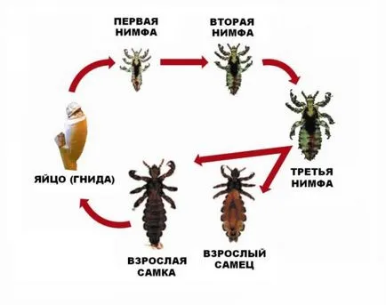 Какво е въшки на детето