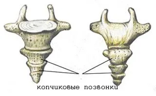 Опашната кост болка, отколкото за лечение
