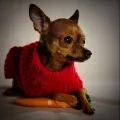 Ирландските породи кучета