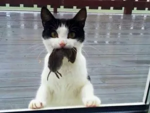Cat плъх