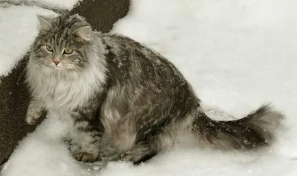Cat плъх