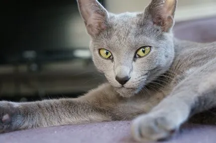 Cat плъх