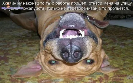 Снимки за кучета