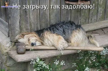 Снимки за кучета