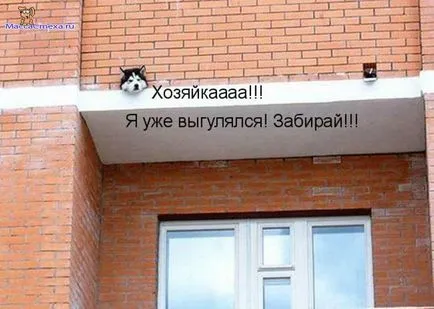 Снимки за кучета