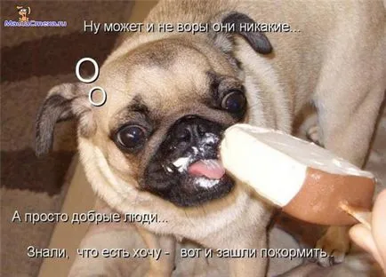 Снимки за кучета