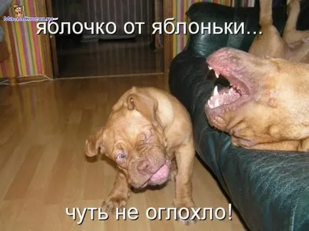 Снимки за кучета