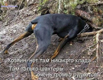 Снимки за кучета