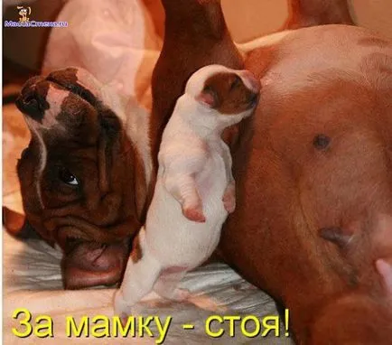 Снимки за кучета
