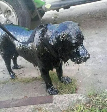 Снимки за кучета