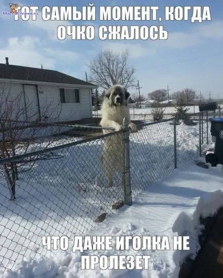 Снимки за кучета