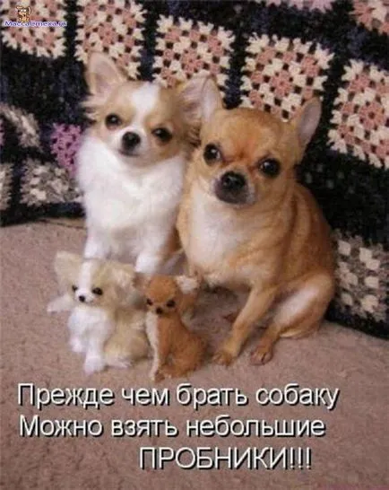 Снимки за кучета