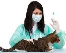 Цялостен ваксинация за котки