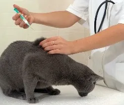 Цялостен ваксинация за котки