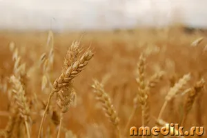 Какво да правим с пшеницата
