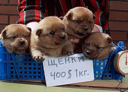 Какво е на пазара на птиче месо Какво е на пазара на птиче месо