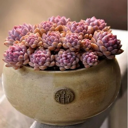Stone Rose у дома Stone Rose у дома