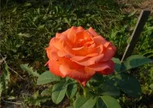 Roses клас черна магия