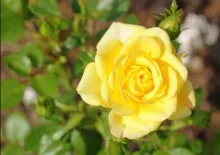 Roses клас черна магия